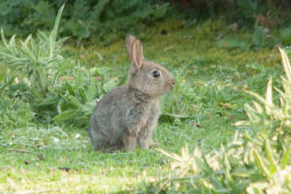Rabbits and hares