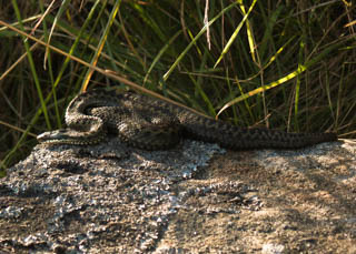 Reptiles