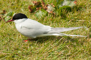 Arctic Tern