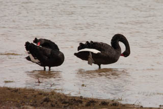 Black Swan
