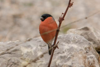 Bullfinch