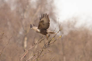 Common buzzard