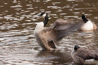 Canada goose