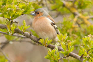 Chaffinch