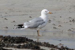 Common gull