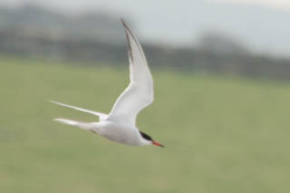 Common tern