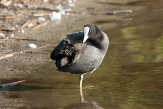Coot