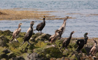 Cormorant