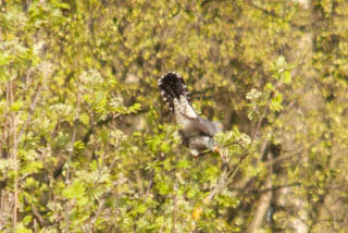 Cuckoo