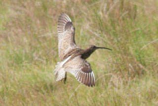 Curlew
