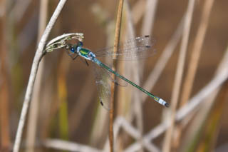Insects