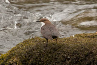 British birds