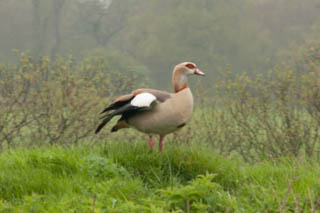 Egyptian goose