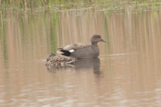 Gadwall