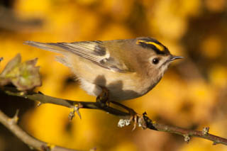 Goldcrest