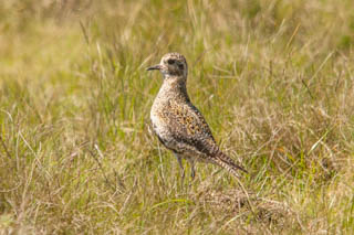 Golden plover