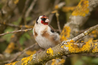 Goldfinch