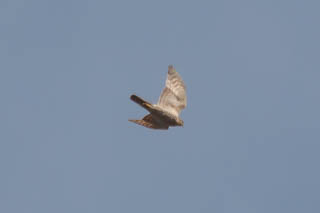 Goshawk