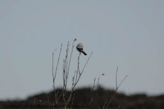 Great Grey Shrike