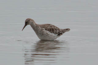 Green sandpiper
