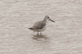 Greenshank