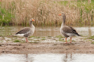 Greylag goose