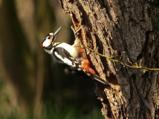 Great spotted woodpecker