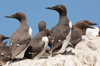 Guillemot