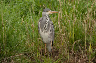 herons