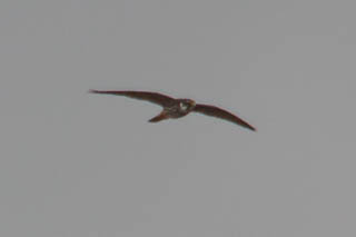 Hobby