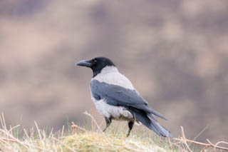 Hooded crow