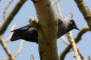 Shrikes and crows