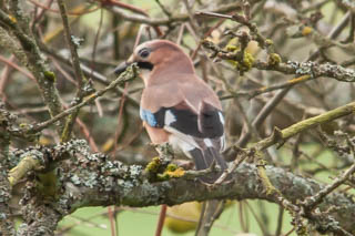 Jay