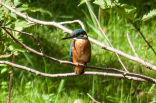 Kingfisher