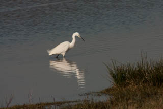 Little Egret