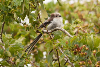 Long tailed tit