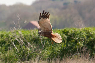 Birds of prey