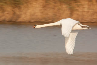 Mute swan