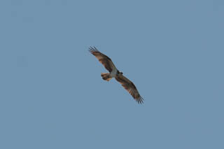 Osprey
