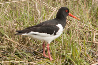 Oystercatcher