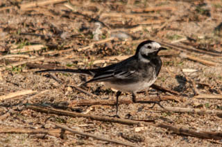 Pied wagtail