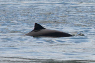 Porpoise