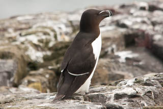 Razorbill