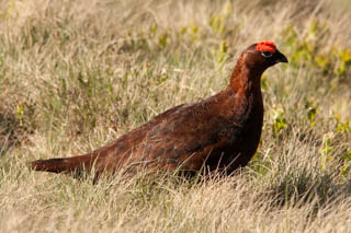 Red grouse