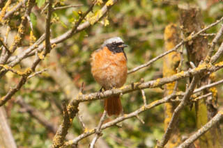 Redstart