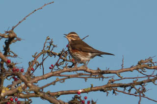 Redwing