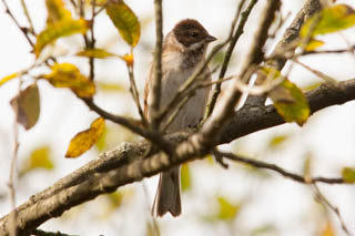 Reed bunting