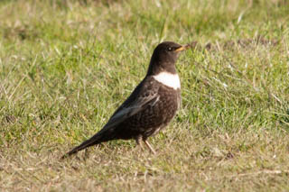 Chats and thrushes