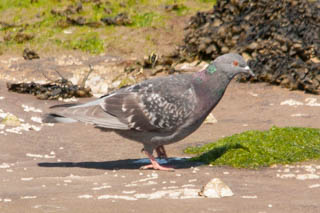 Pigeons and cuckoos