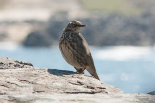 Rock Pipit